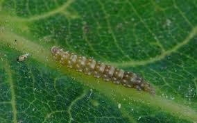 Attēlu rezultāti vaicājumam “Bucculatrix rhamniella”