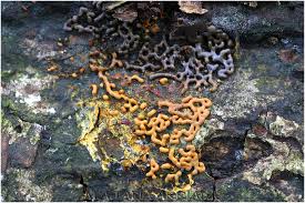 Attēlu rezultāti vaicājumam “Willkommlangea reticulata spores”