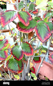 Attēlu rezultāti vaicājumam “Hamamelis vernalis leaf”