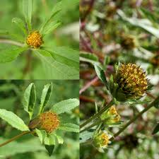 Attēlu rezultāti vaicājumam “Bidens frondosa flower”