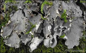 Attēlu rezultāti vaicājumam “Peltigera praetextata”