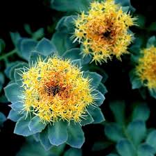 Attēlu rezultāti vaicājumam “Rhodiola rosea flower”