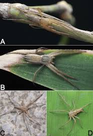 Attēlu rezultāti vaicājumam “Philodromidae”