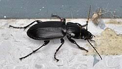 Attēlu rezultāti vaicājumam “Pterostichus melanarius”