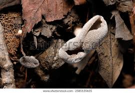 Attēlu rezultāti vaicājumam “Helvella macropus”