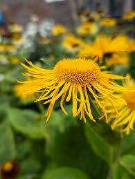 Attēlu rezultāti vaicājumam “Telekia speciosa leaf”