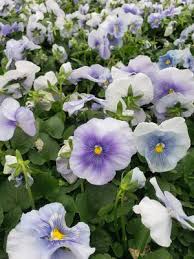 Image result for Viola wittrockiana