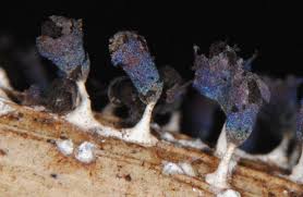 Attēlu rezultāti vaicājumam “Diachea leucopodia young”