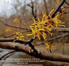 Attēlu rezultāti vaicājumam “Hamamelis virginiana”