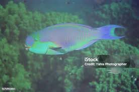 Image result for Scarus fuscopurpureus