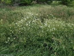 Attēlu rezultāti vaicājumam “Anthriscus sylvestris flower”