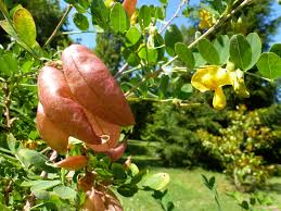 Image result for Colutea arborescens