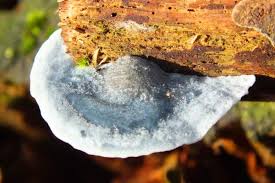 Attēlu rezultāti vaicājumam “Postia caesia”