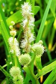 Attēlu rezultāti vaicājumam “Sparganium minimum leaf”