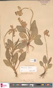 Attēlu rezultāti vaicājumam “Sparganium minimum”