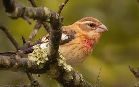 Image result for Pheucticus ludovicianus