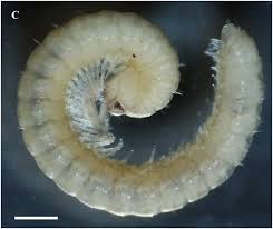 Attēlu rezultāti vaicājumam “Strongylosoma pallipes”