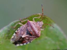 Attēlu rezultāti vaicājumam “Elasmucha grisea”