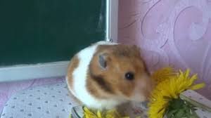 Image result for хомек