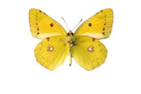 Attēlu rezultāti vaicājumam “Colias croceus”