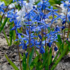 Attēlu rezultāti vaicājumam “Scilla siberica”