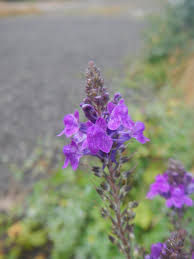 Attēlu rezultāti vaicājumam “Linaria vulgaris leaf”