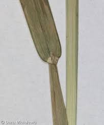 Attēlu rezultāti vaicājumam “Poa remota leaf”