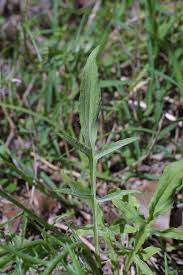 Image result for Centaurea cyanus