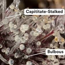 Attēlu rezultāti vaicājumam “Trichia varia sessile”