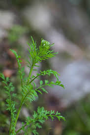Attēlu rezultāti vaicājumam “Cardamine impatiens”