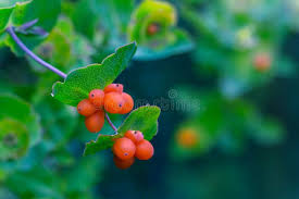 Attēlu rezultāti vaicājumam “Lonicera caprifolium fruit”