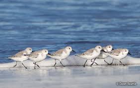Attēlu rezultāti vaicājumam “Calidris alba adult”