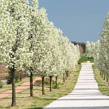 Attēlu rezultāti vaicājumam “Pyrus”