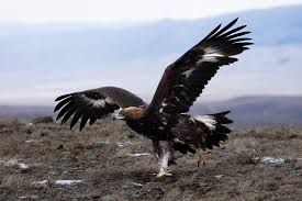 Attēlu rezultāti vaicājumam “Aquila chrysaetos adult”