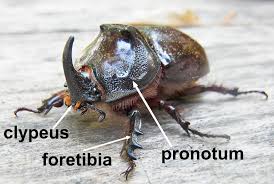 Attēlu rezultāti vaicājumam “Oryctes nasicornis”