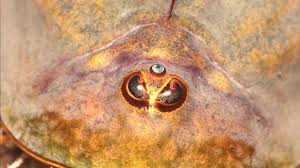 Attēlu rezultāti vaicājumam “Trioza dispar nymph”