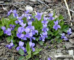 Attēlu rezultāti vaicājumam “Viola collina”