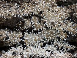 Attēlu rezultāti vaicājumam “Polycephalomyces tomentosus”