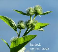 Attēlu rezultāti vaicājumam “Arctium lappa leaf”