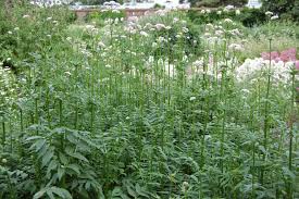 Image result for Valeriana officinalis