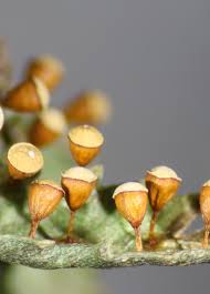 Attēlu rezultāti vaicājumam “Craterium minutum stalked”