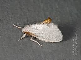 Attēlu rezultāti vaicājumam “Euproctis similis imago”