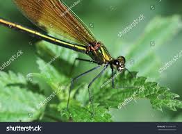 Attēlu rezultāti vaicājumam “Calopteryx virgo female”