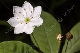 Attēlu rezultāti vaicājumam “Trientalis europaea leaf”