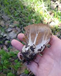 Attēlu rezultāti vaicājumam “Helvella acetabulum”