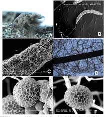 Attēlu rezultāti vaicājumam “Stemonitis marjana”