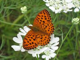 Attēlu rezultāti vaicājumam “Brenthis ino upperside”