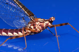 Attēlu rezultāti vaicājumam “Ephemera sp.”