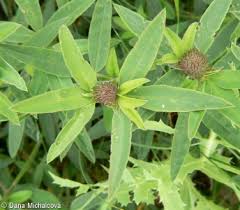 Attēlu rezultāti vaicājumam “Trifolium alpestre”
