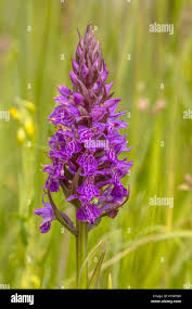 Attēlu rezultāti vaicājumam “Dactylorhiza majalis subsp. baltica bud”